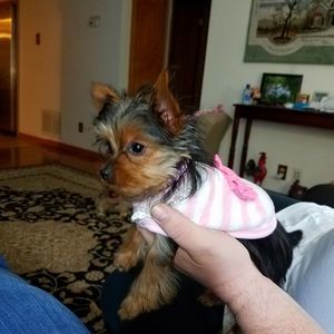 Meet your Posher, Dorothy burgan